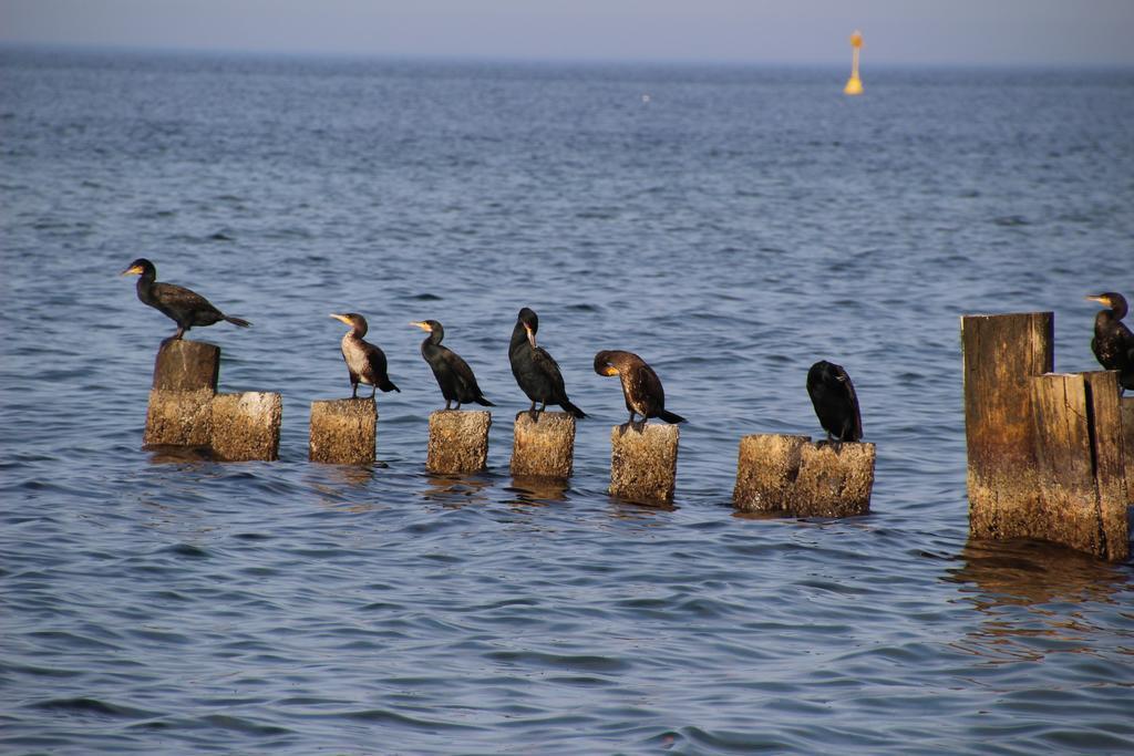 Meine Fischerhuette Börgerende-Rethwisch Dış mekan fotoğraf